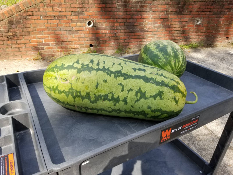 Watermelons